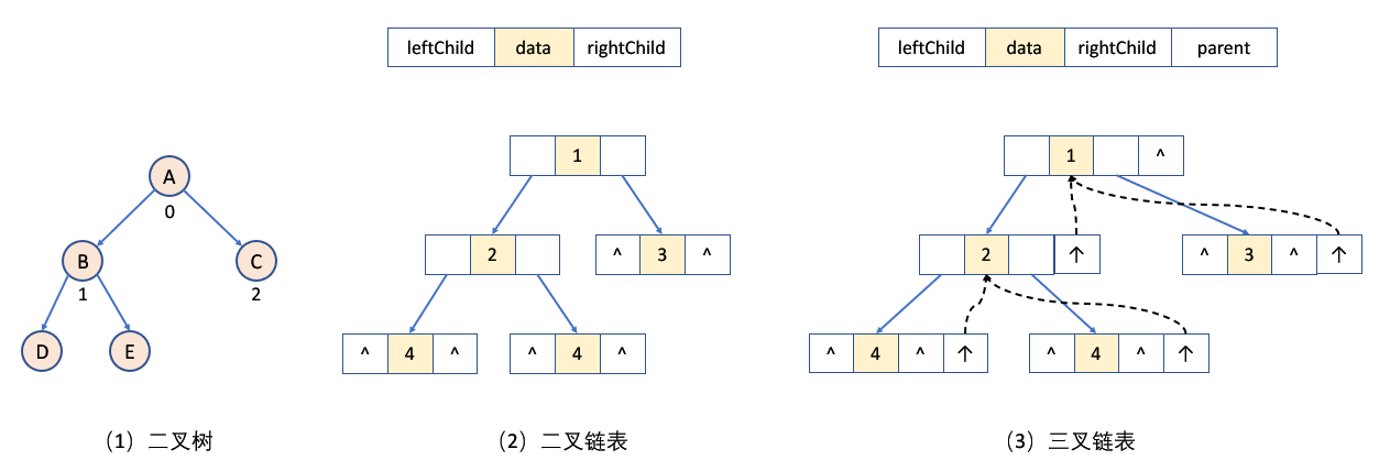 【数据结构入门】树、二叉树（Binary tree）